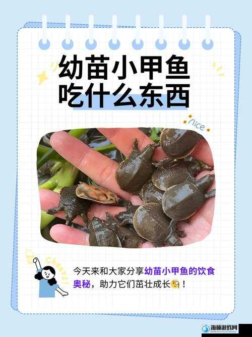 小东西好几天没弄了还能吃吗：探秘食物保存的奥秘