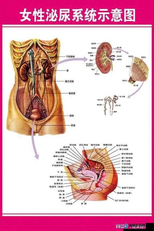 关于新疆女人下面是怎么发育的呢：女性生殖系统的正常发育与健康