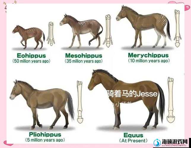 Z0Z0 马与 Z0Z0 人马区别之深入剖析