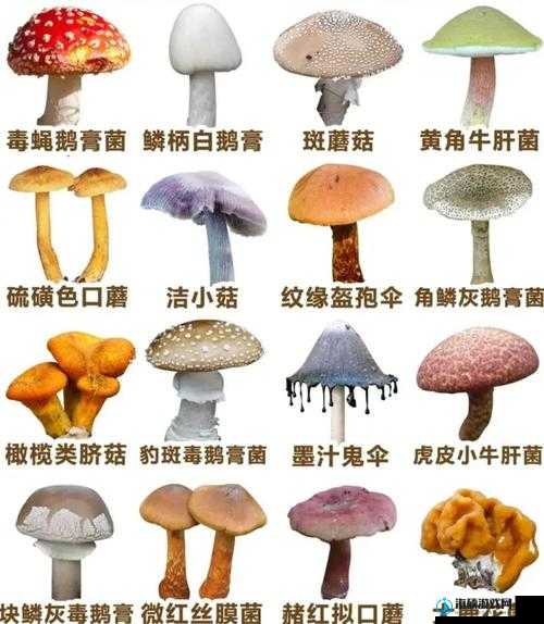 蘑菇 mogula 是什么？它有哪些独特之处和价值呢？快来一探究竟