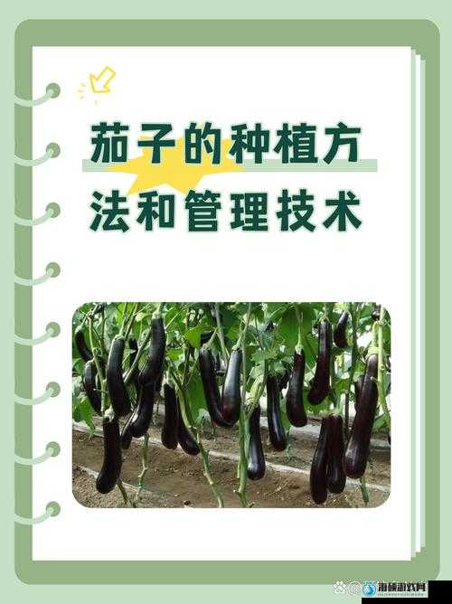 中国🍆🍑的独特魅力与文化传承：探索历史与现代的交融