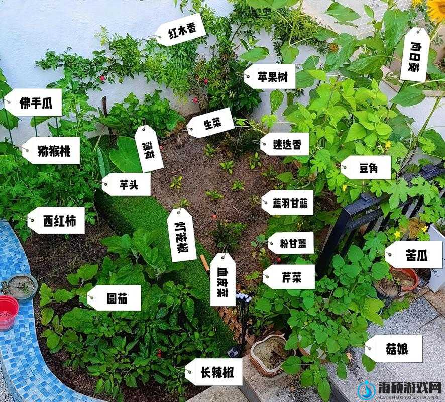 环世界菜园种植技巧大揭秘，如何高效种植，你掌握了吗？