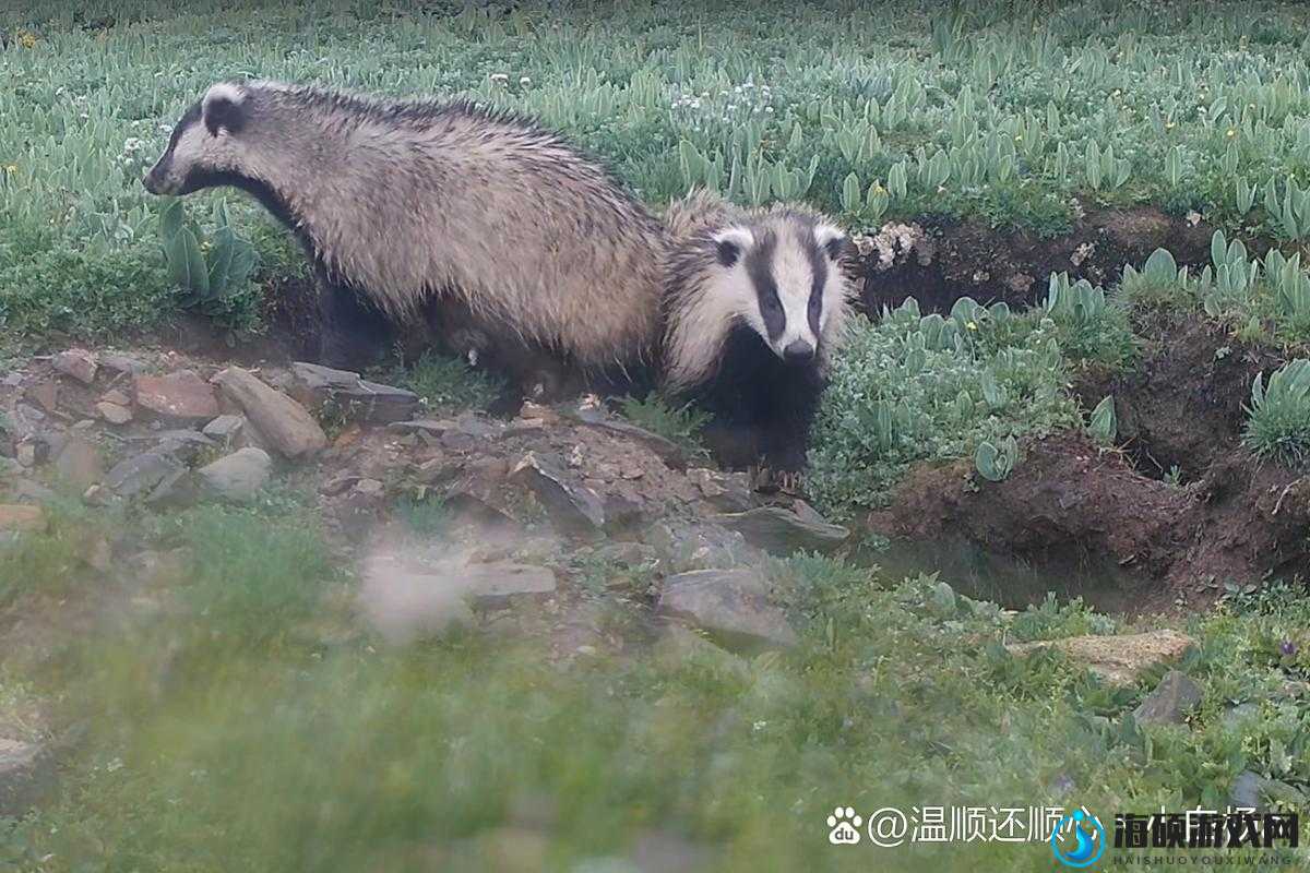 在哪里能找到狗獾？狩猎之道狗獾位置介绍与分布规律