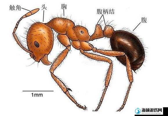 蚂蚁崛起：火蚁马略机制解析，原来这才是它们称霸的秘密！